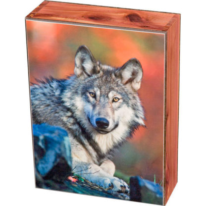 Wolf Stare Keepsake Jewelry Wood Cedar Box