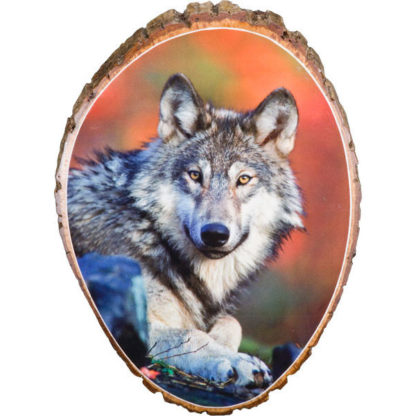 Wolf Stare Cedar Wood Wall Plaque